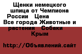 Щенки немецкого шпица от Чемпиона России › Цена ­ 50 000 - Все города Животные и растения » Собаки   . Крым